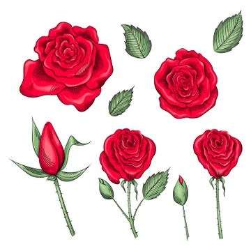 Hand drawn set of roses, rose buds and leaves Stock Illustration