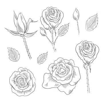 Hand drawn set of roses, rose buds and leaves Stock Illustration