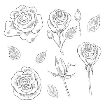 Hand drawn set of roses, rose buds and leaves Stock Illustration
