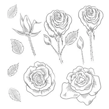 Hand drawn set of roses, rose buds and leaves Stock Illustration