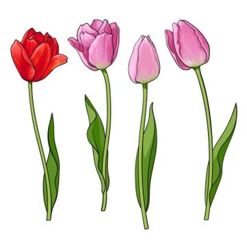 Hand drawn set of side view red, pink tulip flower Stock Illustration