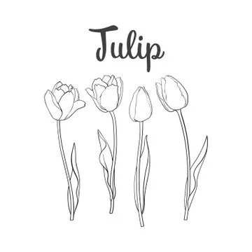 Hand drawn set of side view black and white tulip flower Stock Illustration