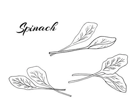 A hand-drawn set of spinach. Fresh spinach leaves for salad. Botanical illu.. Stock Illustration