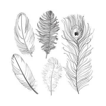 Hand drawn set of various black and white bird feathers, vector illustration 스톡 일러스트