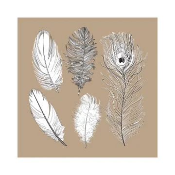Hand drawn set of various black and white bird feathers, vector illustration イラスト素材