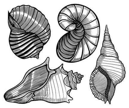 Hand drawn set of various seashell. Stock Illustration