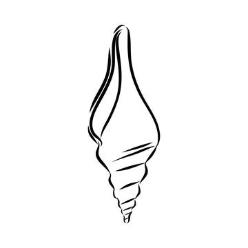 Hand drawn set of various seashell. clam shell, vector sketch Stock Illustration