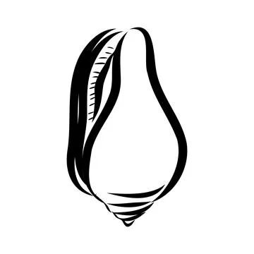 Hand drawn set of various seashell. clam shell, vector sketch Stock Illustration