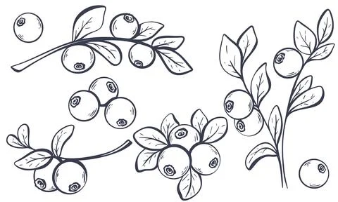 Hand drawn set of wild blueberries Ilustración de archivo