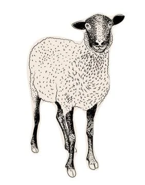 Hand drawn sheep Illustrazione stock