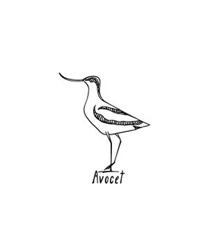 Hand drawn shorebird Stock Illustration
