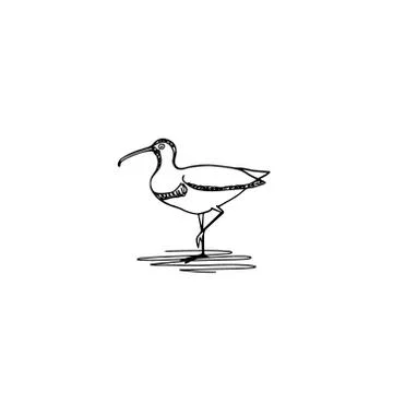 Hand drawn shorebird Stock Illustration