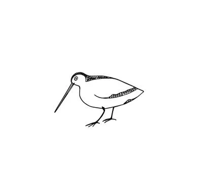 Hand drawn shorebird Stock Illustration