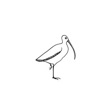 Hand drawn shorebird Stock Illustration