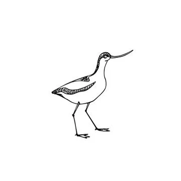 Hand drawn shorebird Illustrazione stock