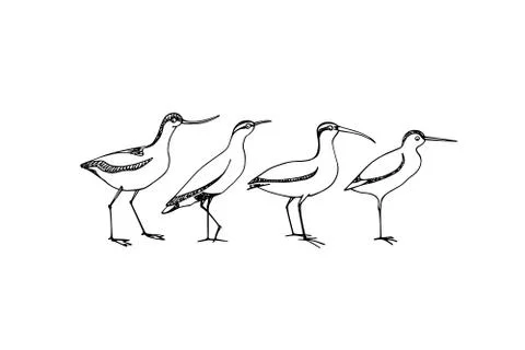 Hand drawn shorebird Stock Illustration