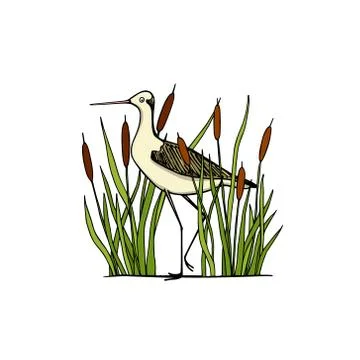 Hand drawn shorebird Stock Illustration