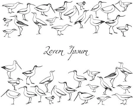 Hand drawn shorebird Stock Illustration