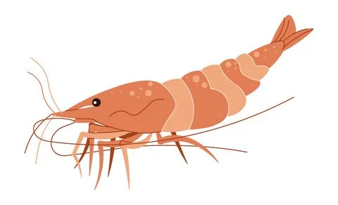 Hand drawn shrimp. Vector illustration of a crustacean in doodle style. Suita Stock Illustration