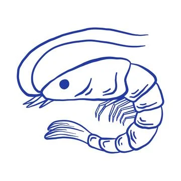Hand drawn shrimp vector illustration. Doodle seafood isolated on white bac.. Stock Illustration