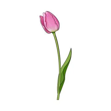 Hand drawn of side view pink tulip flower Stock Illustration