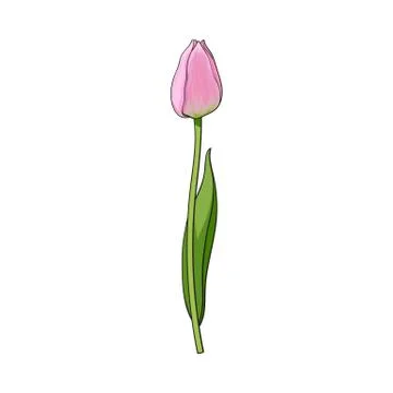 Hand drawn of side view pink tulip flower Stock Illustration
