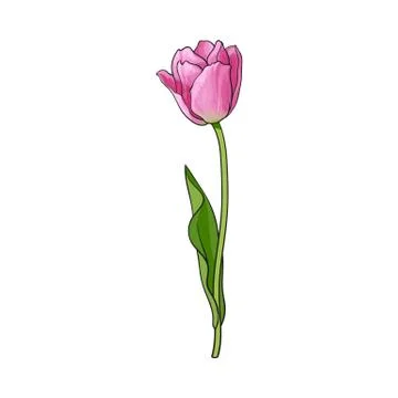 Hand drawn of side view pink tulip flower Stock Illustration