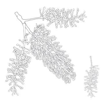 Hand-drawn Silky Oak Vector Illustration Illustrazione stock