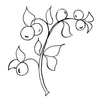 Hand drawn simple botanic illustration. Plant berry Stock Illustration