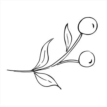 Hand drawn simple botanic illustration. Plant berry Stock Illustration