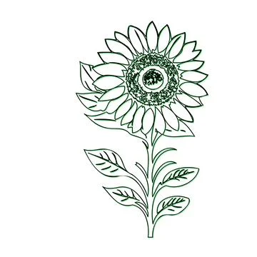 Hand Drawn Simple Line Art Sunflower Illustration Illustrazione stock