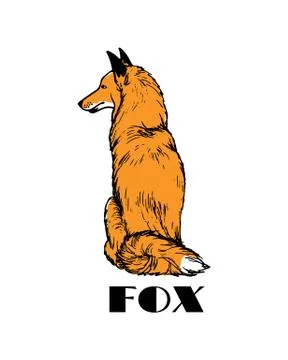Hand drawn sitting fox Stock Illustration