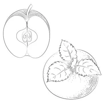 Hand drawn sketch of apple Stock Illustration