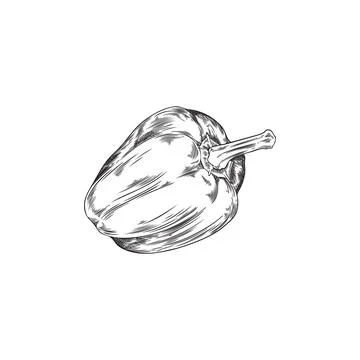 A hand-drawn sketch of a bell pepper, perfect for menus and packaging. Stock Illustration