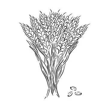 Hand drawn sketch of bunch wheat with ears and grains vector illustration Illustrazione stock