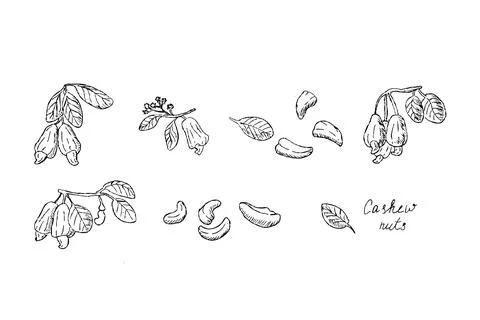Hand drawn sketch of Cashew nuts on brunch and peeled nuts outline Stock Illustration