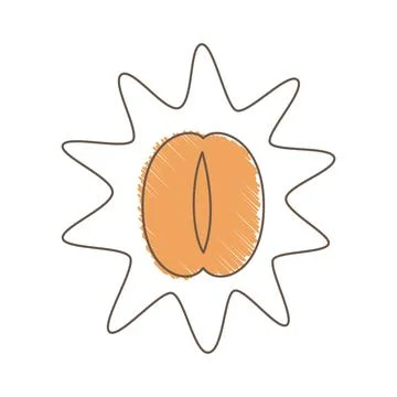 Hand Drawn Sketch Of A Coffee Bean With Radiating Halo And Cross Hatching Stock Illustration