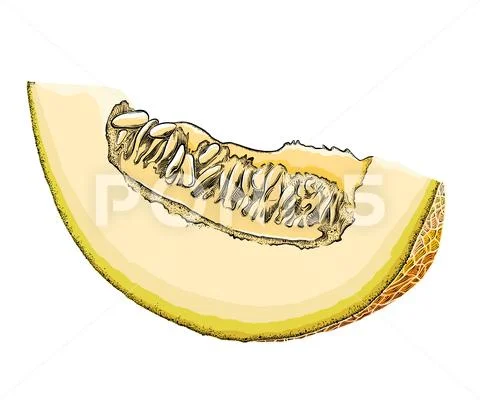 Ripe and juicy yellow melon, vector illustration isolated on white  background. Drawing of fresh melon, muskmelon, cantaloup… | Fruit vector,  Melon, Cantaloupe fruit