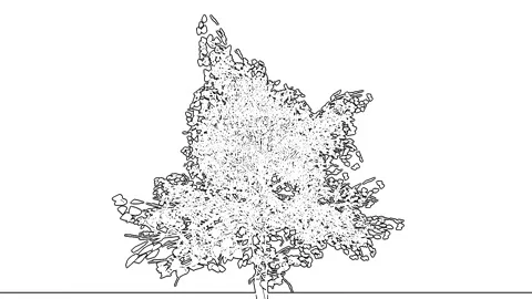 Hand Drawn Sketch Dense Tree Canopy Line Art 스톡 동영상 346445041