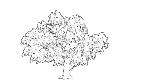 Hand Drawn Sketch Full Tree Line Art White Stock Footage 346444529