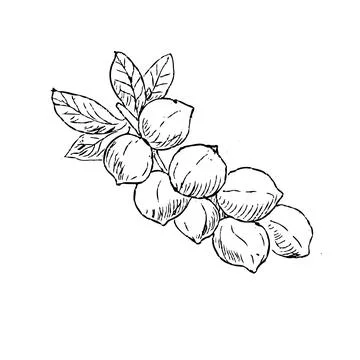 Hand drawn sketch Macadamia nuts on branch outline Stock Illustration