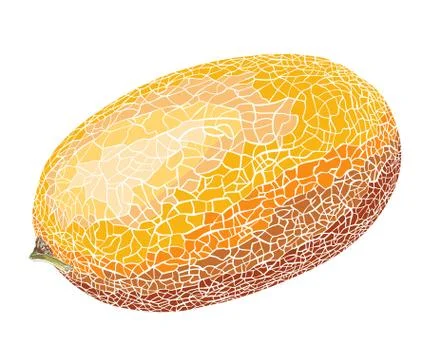 A hand-drawn sketch of a cut Melon in color, isolated on a white  background. Detailed drawing in the style of harvest. Vector illustration  Stock Vector | Adobe Stock