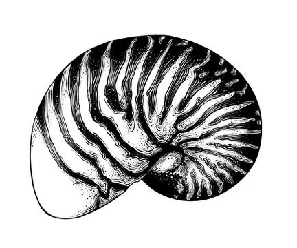 Hand drawn sketch of nautilus shell in black isolated on white background Stock Illustration