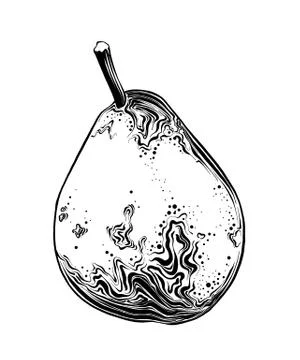 Hand drawn sketch of pear in black color. Isolated on white background. Drawing Stock Illustration