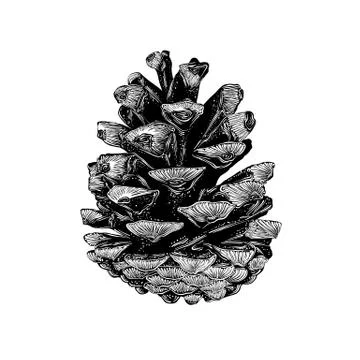 Hand drawn sketch of pinecone in black isolated on white background. Stock Illustration