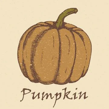 Hand drawn sketch pumpkin. Stock Illustration