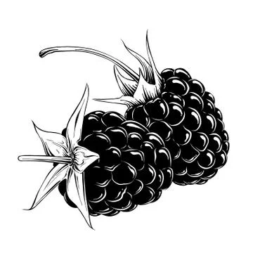 Hand drawn sketch of raspberry in black isolated on white background. Detailed Stock Illustration