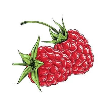 Hand drawn sketch of raspberry in color, isolated on white background. Detailed Stock Illustration
