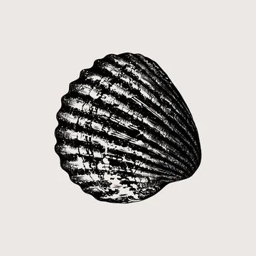 Hand-drawn sketch sea shell isolated on beige background. Vintage style. Vector Stock Illustration