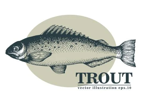 Hand drawn sketch seafood vector vintage illustration of trout fish. Can be use Stock Illustration